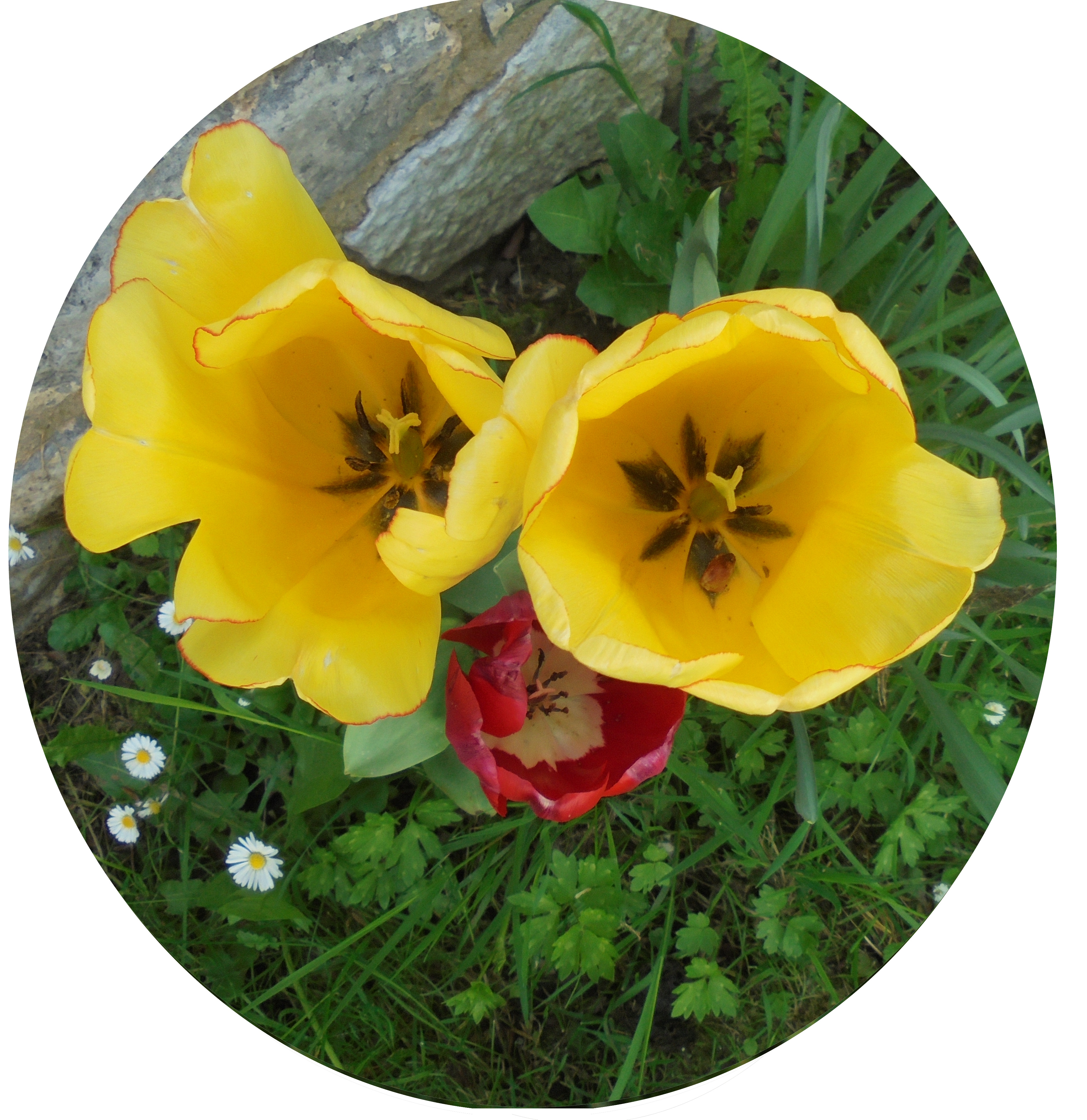 2 tulipes jaunes mdaillon